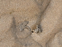 Blackpool Beach Sand Poop.jpg